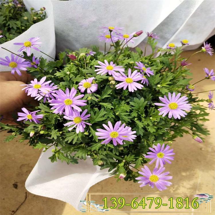 姬小菊盆栽带花 多年生观花垂吊植物紫色小菊花