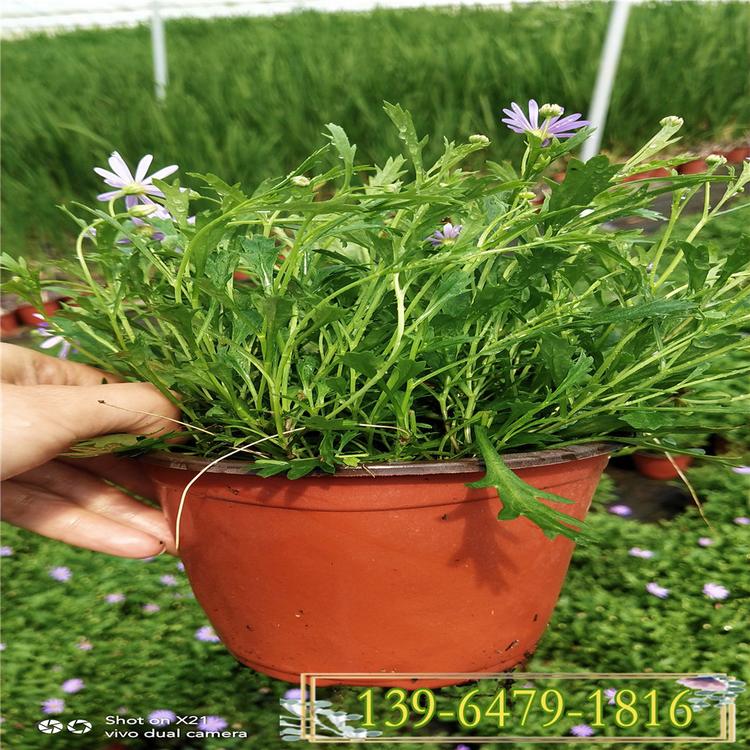 紫花姬小菊苗圃现货 姬小菊高档观赏花 乡村花镜专用花