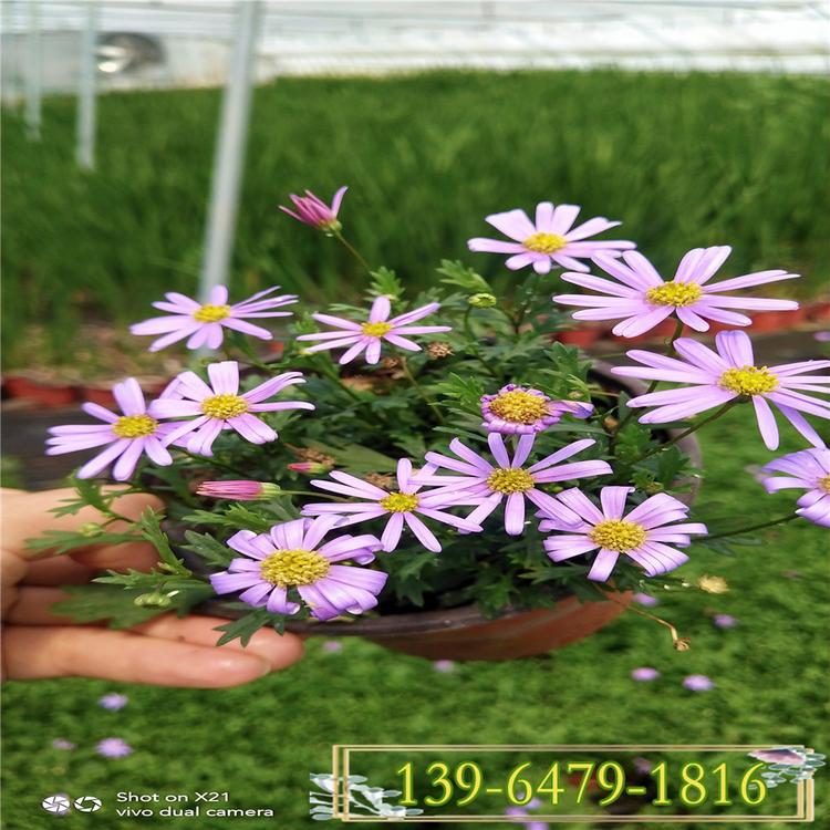 紫花姬小菊盆栽观赏花 姬小菊可扦插易养护 城市绿化紫色野菊花