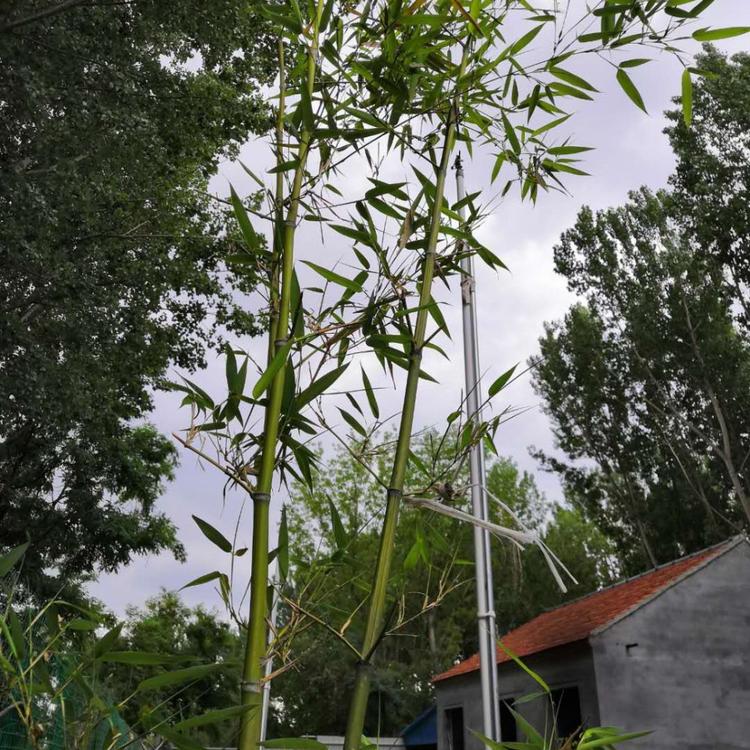 早园竹 竹子报价 盆栽竹子出售 翠竹基地 树庆