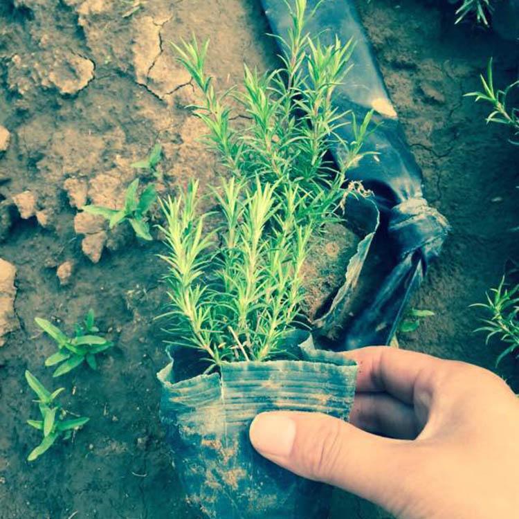 芝樱小苗 丛生福禄考幼苗 观赏芝樱批发 开花芝樱出售 树庆