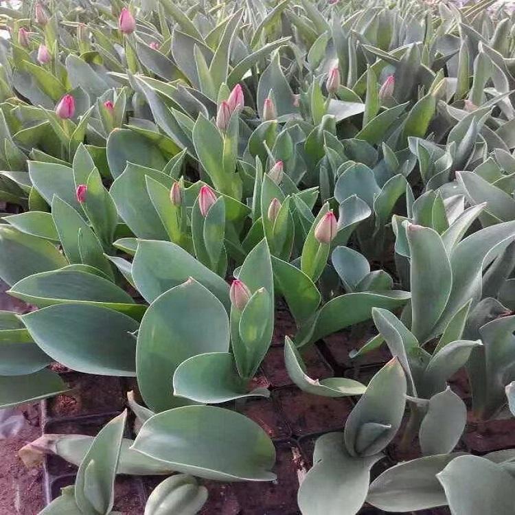 郁金香批发商 青州郁金香种植基地 树庆供应荷兰郁金香