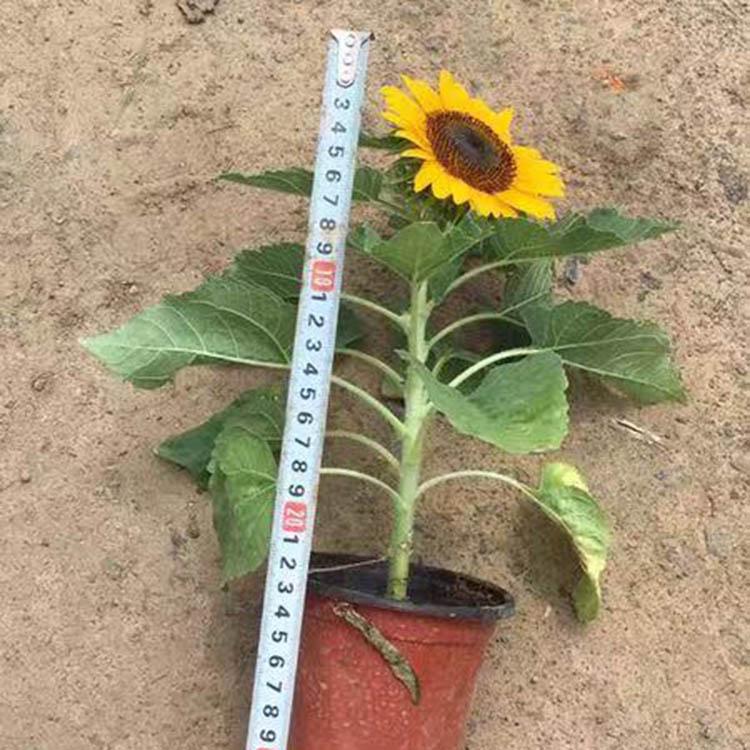 向日葵大量供应 观花向日葵 青州向日葵基地