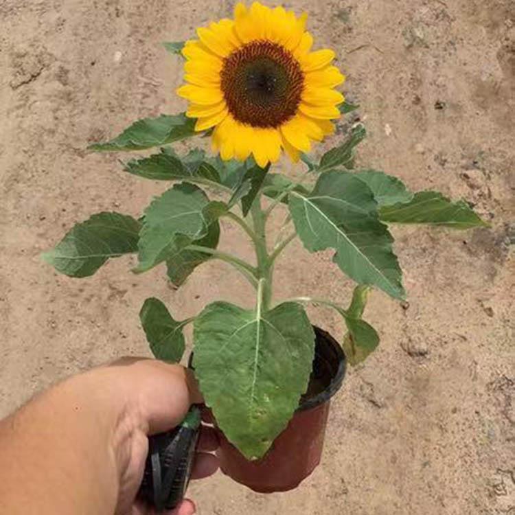 种植户直供 盆栽向日葵批发价格 向日葵盆栽