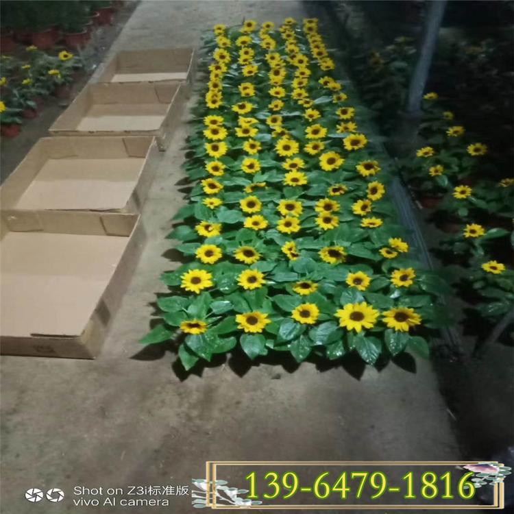 矮化向日葵花卉供应 租摆盆栽向日葵 草花20-35公分向日葵