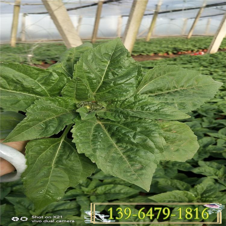 绿化向日葵种植基地 向日葵带土盆栽价格 草花太阳花价格