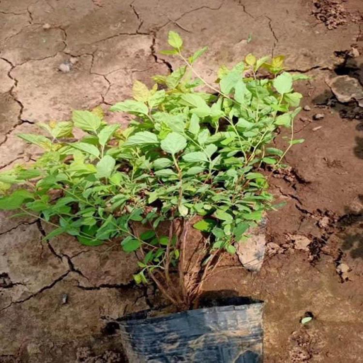 金山绣线菊苗子 种植户直供 金山绣线菊批发