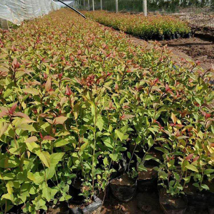金山绣线菊苗子 保质保量 金山绣线菊基地