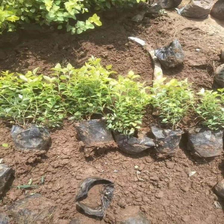 保质保量金山绣线菊 金山绣线菊价格 路边林缘绿化苗