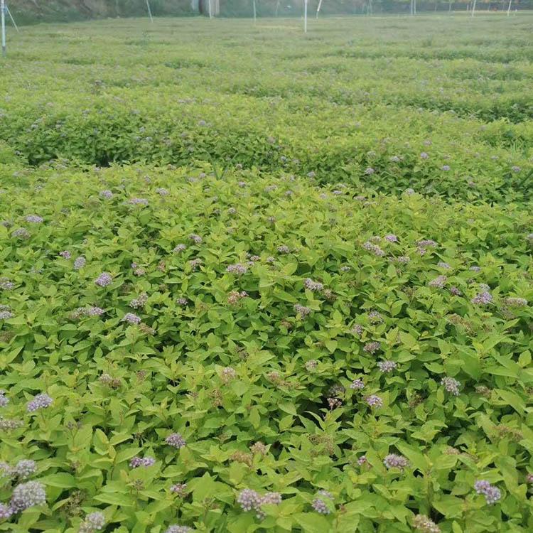 量大优惠金山绣线菊 金山绣线菊种植基地 路边林缘绿化苗