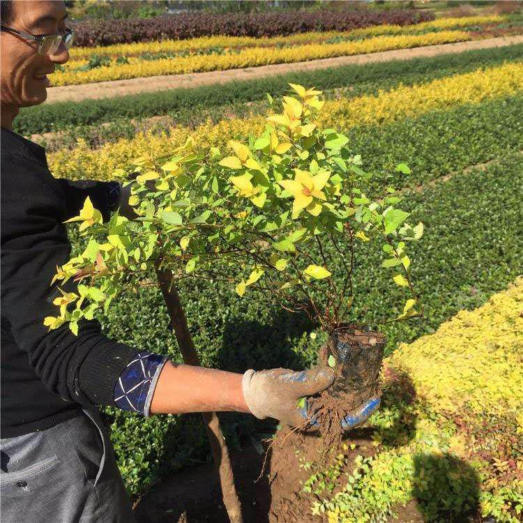绿化用金山绣线菊 量大优惠 金山绣线菊基地