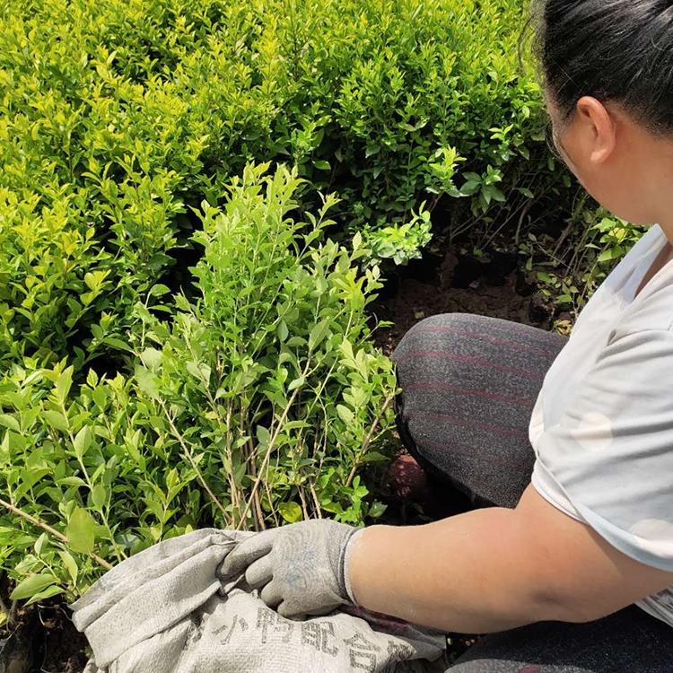 绿化苗木基地 金叶女贞批发 女贞树苗 基地推荐
