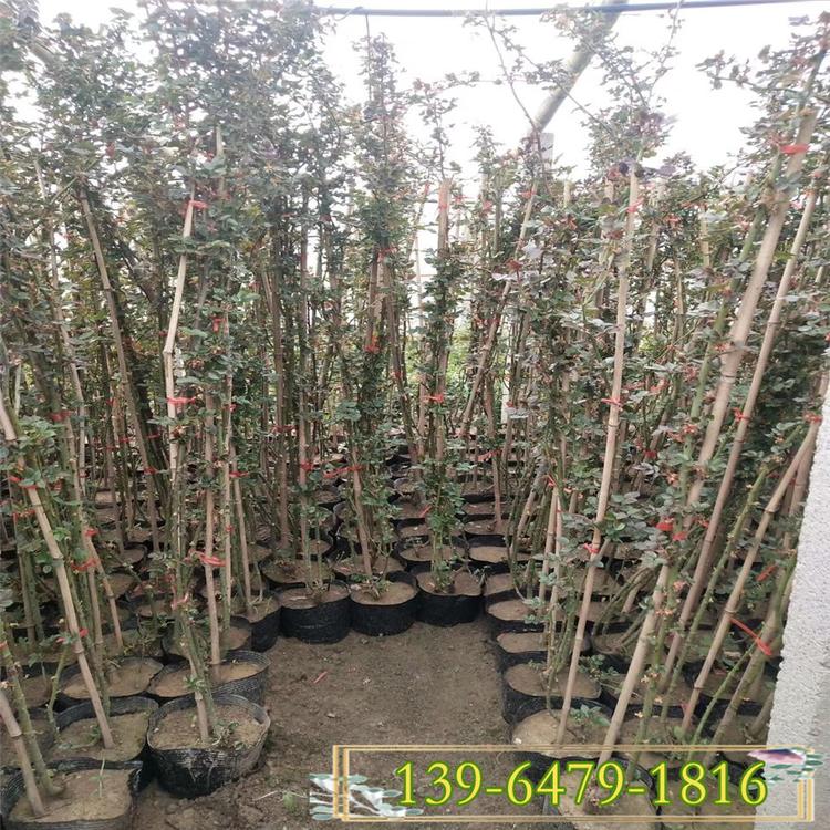 淄博盆栽藤本月季苗圃 盆栽藤本月季报价 爬藤植物藤本月季批发