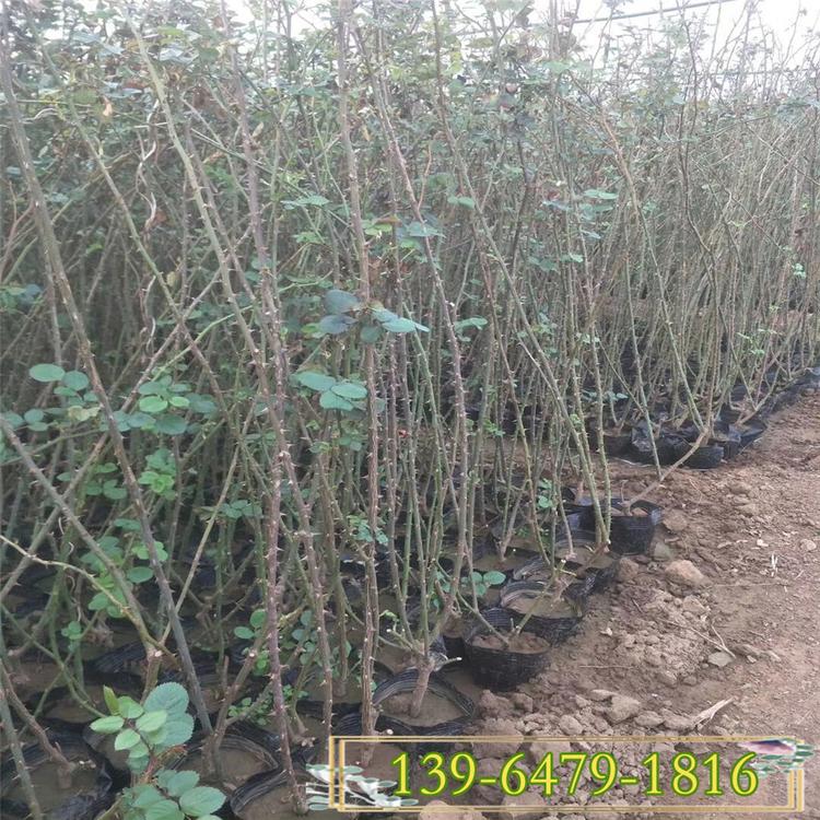 基地供应黑皮碗红帽月季苗 藤本月季批发 欧洲月季花价格