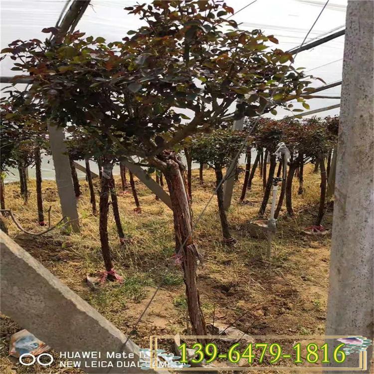 玫瑰月季树状月季花苗 藤本欧月高杆月季 河南南阳绿化工程苗