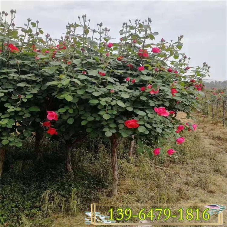 丰花高杆月季袋装苗 粗度4公分大花月季树 景区绿化月季树