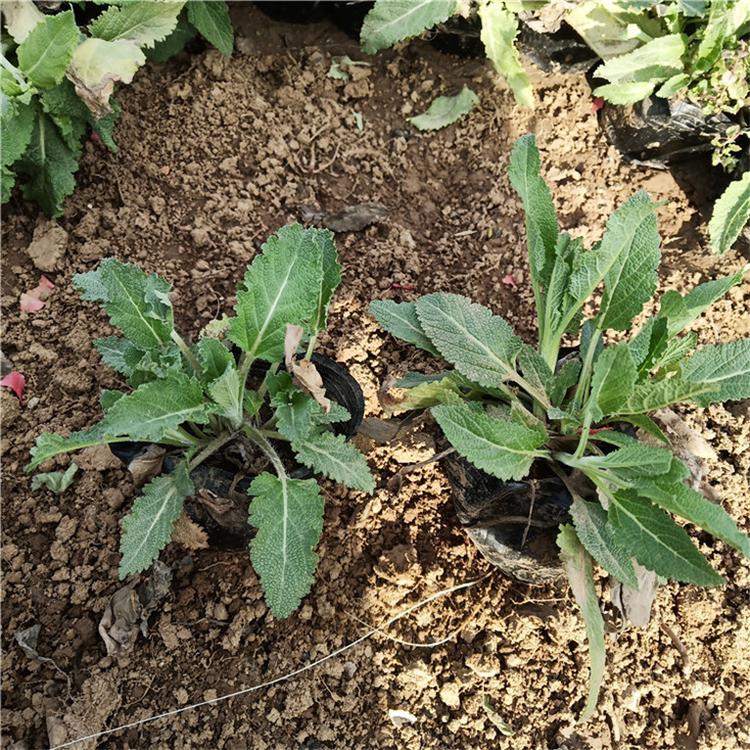 鼠尾草易成活 鼠尾草宿根草花 大量批发