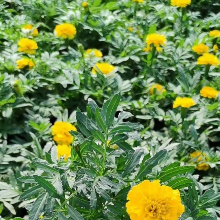 孔雀草杯苗批发商 孔雀草时令草花基地 孔雀草报价