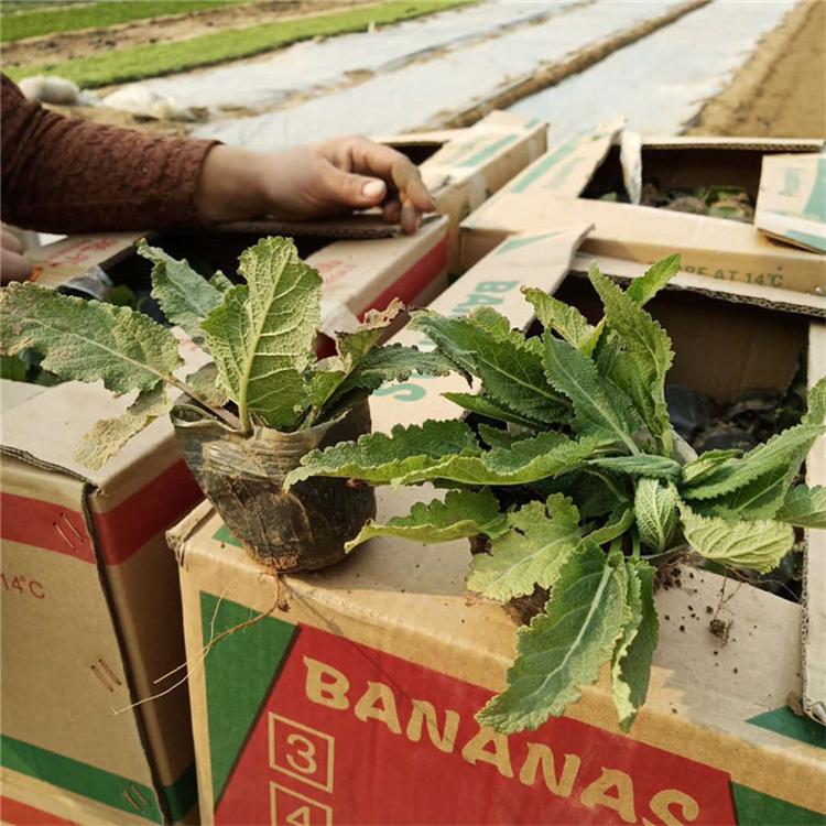 鼠尾草营养杯苗 鼠尾草地被草花 现货供应