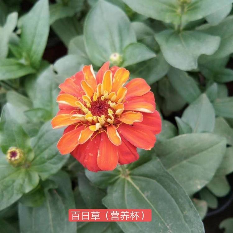 百日草批发基地 百日草价格从优 百日草时令草花
