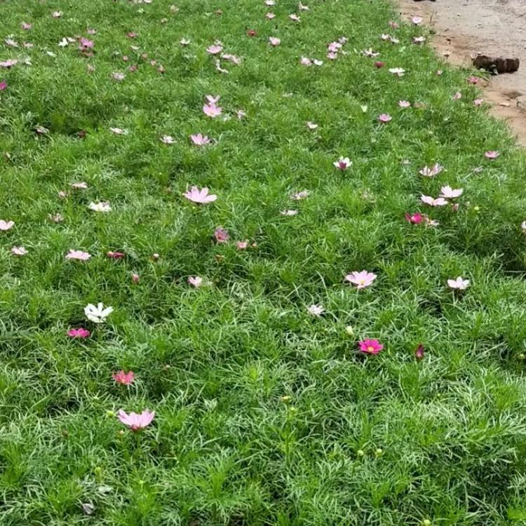波斯菊价格 波斯菊营养杯苗 青州波斯菊种植基地