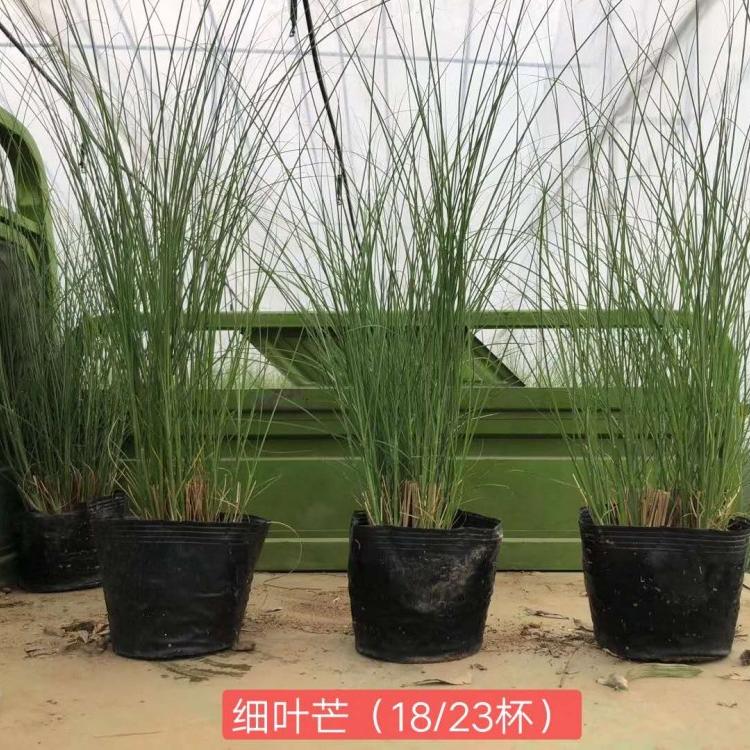 细叶芒批发商 细叶芒报价 细叶芒基地 观赏草细叶芒