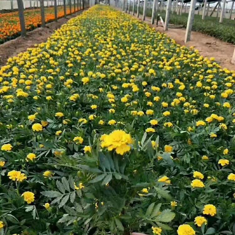 青州工程用萱草基地 工程用萱草基地