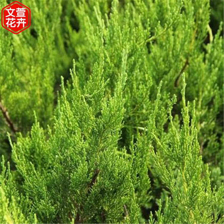 小龙柏苗 山东龙柏批发商 好苗预定