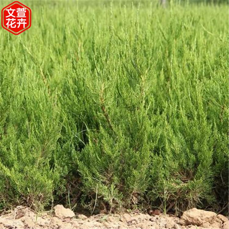 龙柏树苗 青州龙柏行情 自产自销