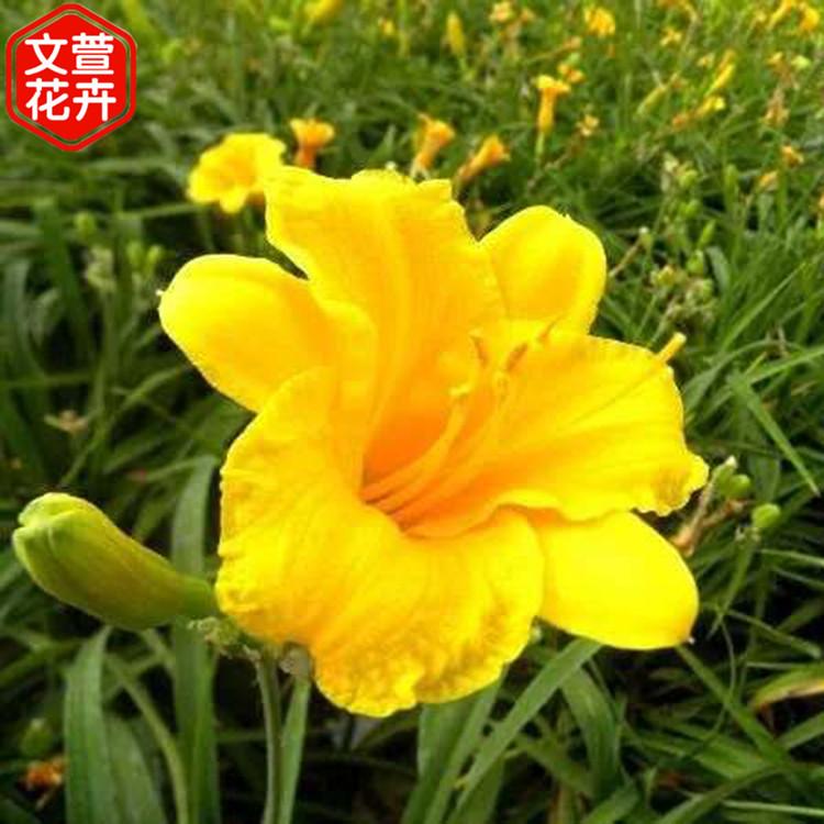 地被绿化植物 苗圃批发 金娃娃萱草苗 金娃娃萱草价格