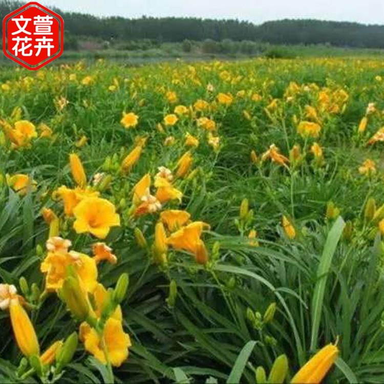 地被绿化植物 订购报价 金娃娃萱草 金娃娃萱草供应商