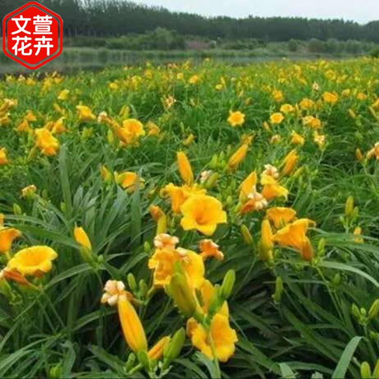 地被绿化植物 苗圃批发 金娃娃萱草 金娃娃萱草行情