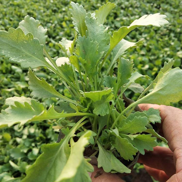 欢迎咨询 白花大滨菊 大滨菊行情