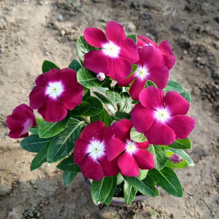 长春花批发基地 长春花报价 时令草花长春花