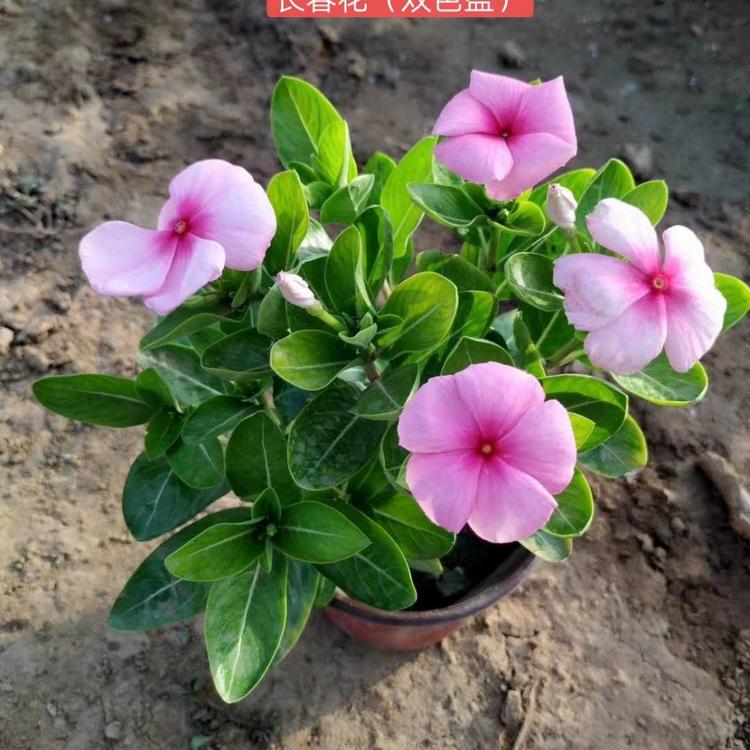 长春花小苗 长春花价格  长春花哪里有