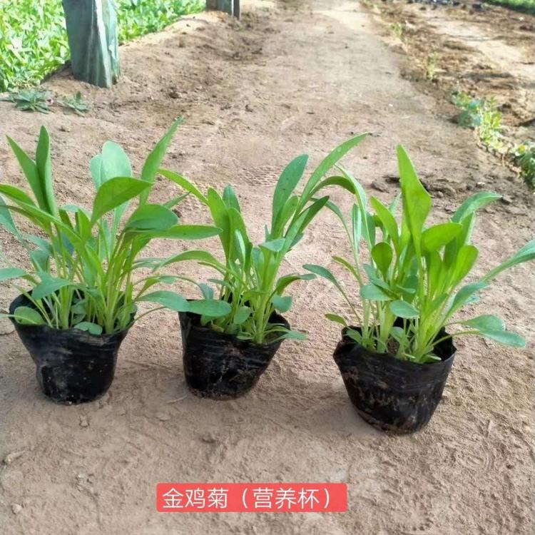 大花金鸡菊报价 青州金鸡菊 宿根地被植物金鸡菊
