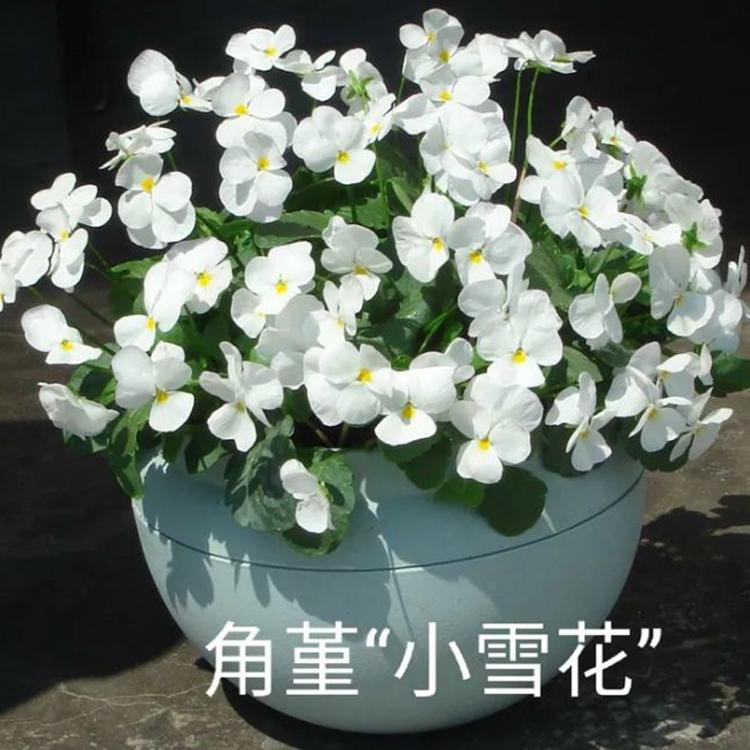 角堇种子出售 质优价廉 青州多花色可选角堇