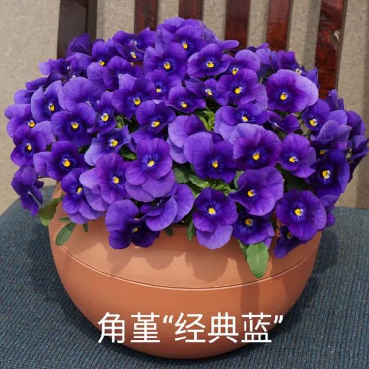 质优价廉 角堇种子 角堇种子出售