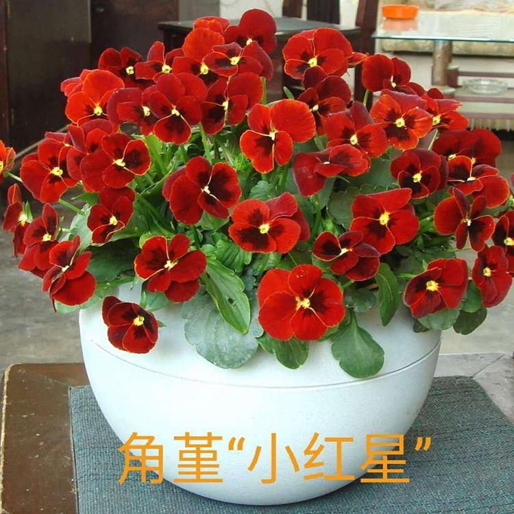 品质优良 多花色可选角堇 角堇种子直销