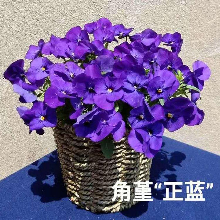 欢迎选购 多花色可选角堇 角堇种子供应商