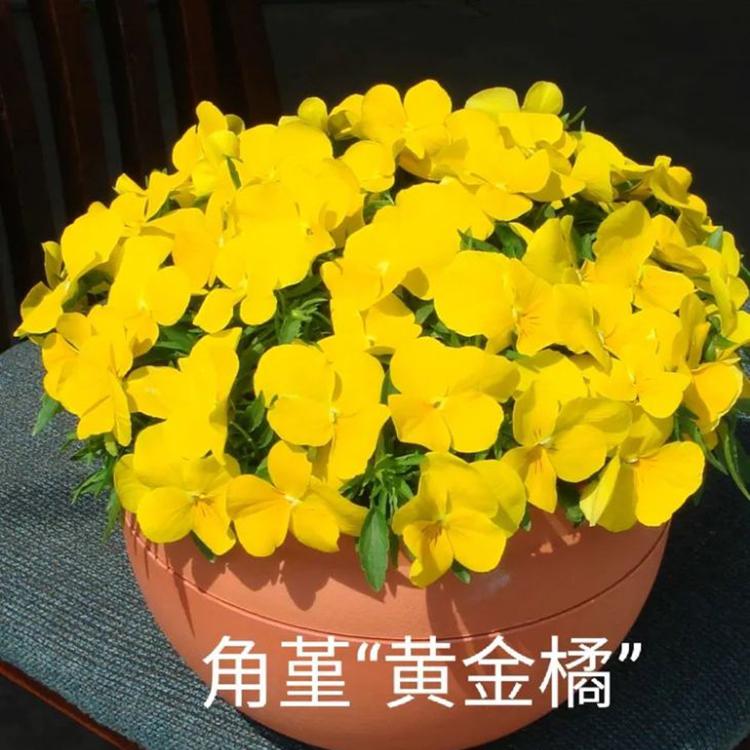 角堇种子供应商 欢迎选购 青州角堇种子
