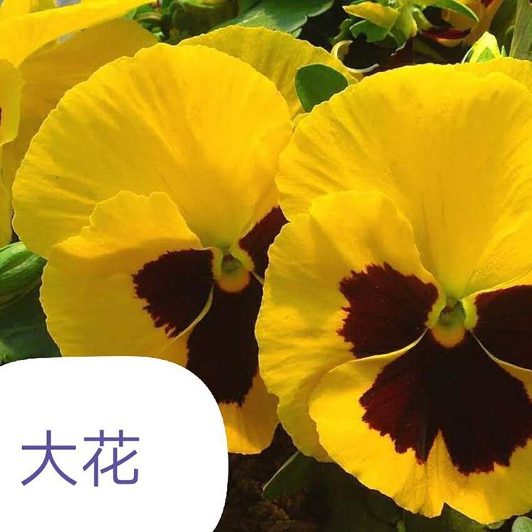 大花三色堇 浩菲供应 三色堇种子供应商