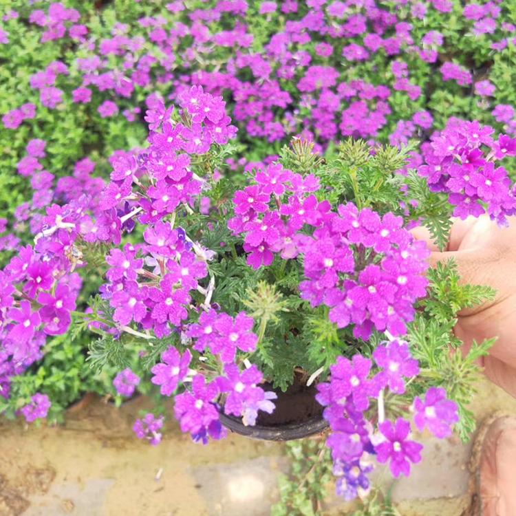 美女樱价格 美女樱花海 四季开花草花 美女樱