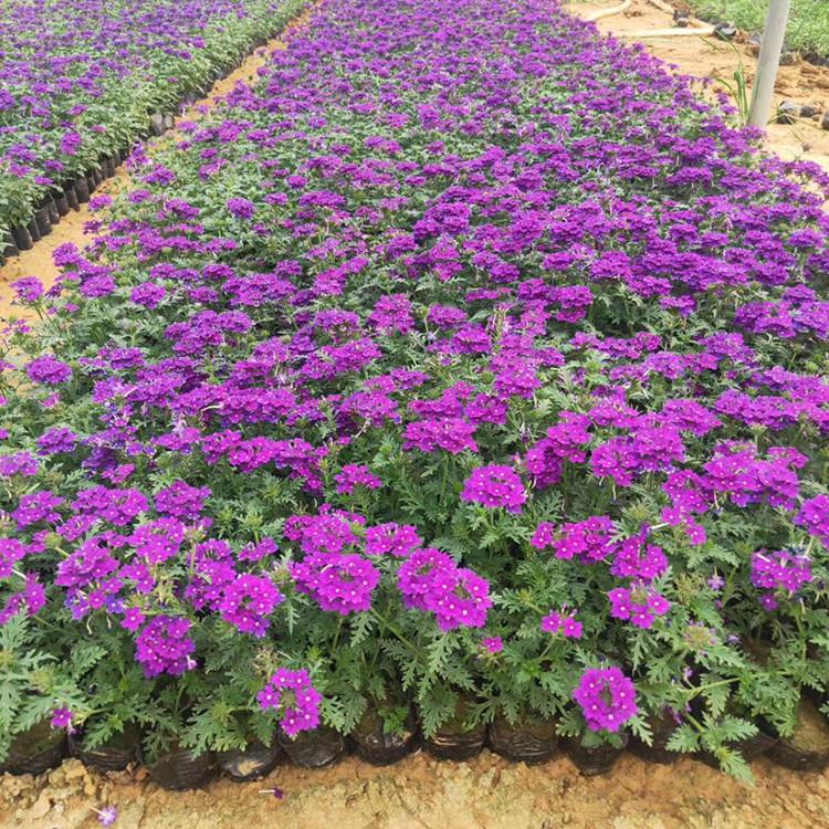 美女樱种植基地 价格实惠 山东草花种植基地 美女樱