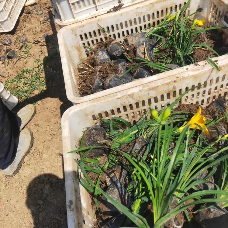 金娃娃萱草苗 欢迎选购 青州金娃娃萱草行情