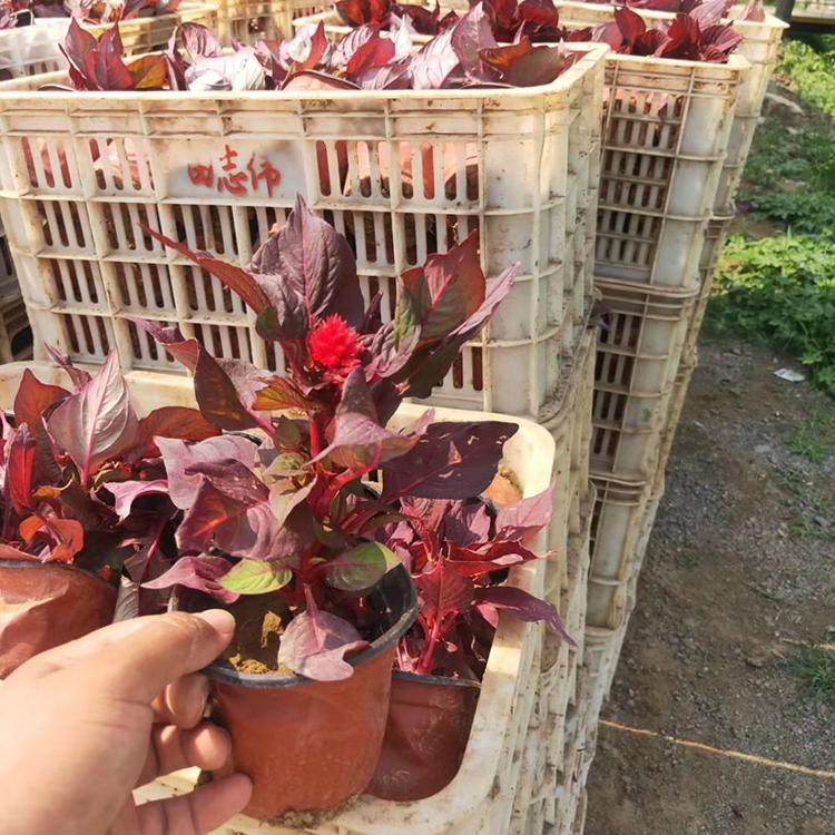 订购报价 鸡冠花 青州世纪红鸡冠花种植基地