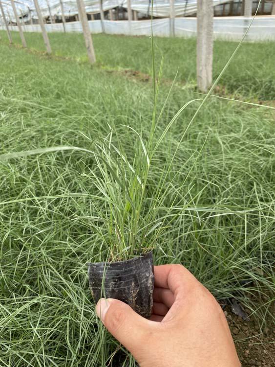 花海用粉黛乱子草_粉黛乱子草种植基地 大量供应优质粉黛乱子草