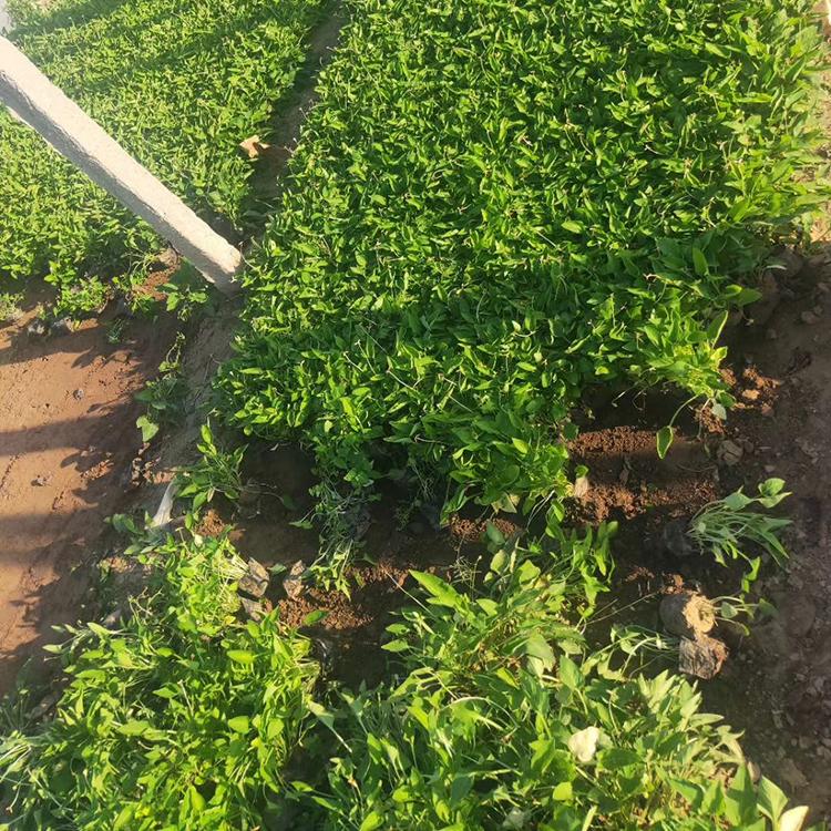 紫花地丁 草花种植基地 森灏苗木批发 紫花地丁种植基地