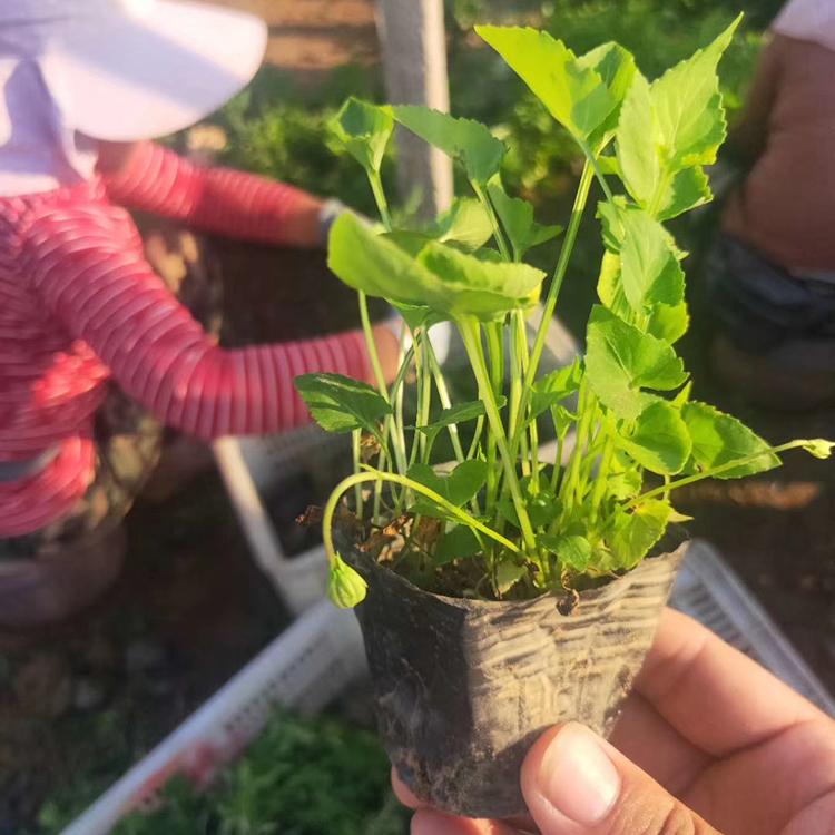 紫花地丁批发 森灏苗木批发 草花种植基地 紫花地丁种苗