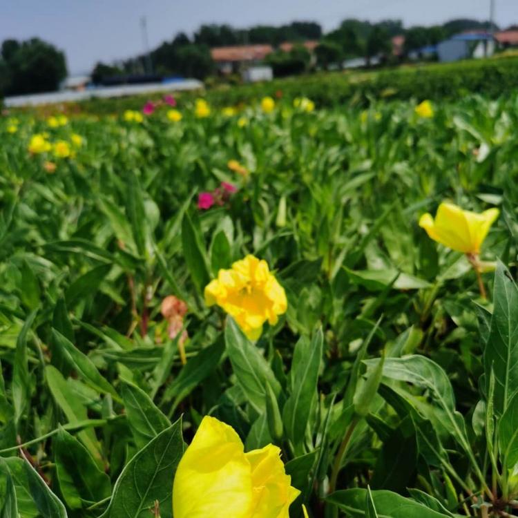大花月见草批发 黄花月见草价格  月见草种植基地